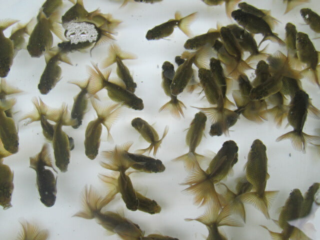 倉庫◆生体（1匹）  蝶尾 当歳魚（黒子）  約4センチ　 チョウビ/金魚/出目金/ちょうび/きんぎょ/国産金魚【金魚小屋-希-福岡】