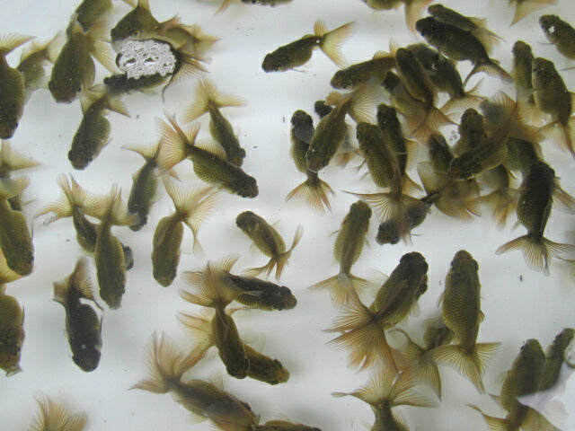 倉庫◆生体（10匹セット）  蝶尾 当歳魚（黒子）  約4センチ　 チョウビ/金魚/出目金/ちょうび/きんぎょ/国産金魚【金魚小屋-希-福岡】