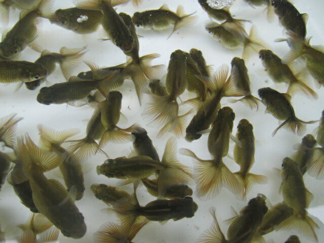 倉庫◆生体（10匹セット）  蝶尾 当歳魚（黒子）  約4センチ　 チョウビ/金魚/出目金/ちょうび/きんぎょ/国産金魚【金魚小屋-希-福岡】