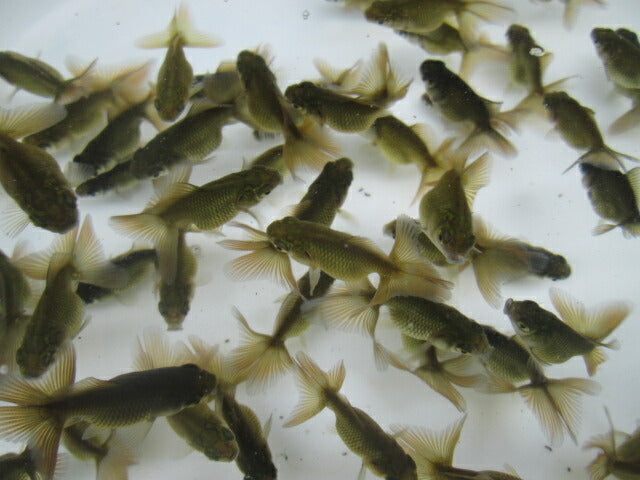 倉庫◆生体（10匹セット）  蝶尾 当歳魚（黒子）  約4センチ　 チョウビ/金魚/出目金/ちょうび/きんぎょ/国産金魚【金魚小屋-希-福岡】