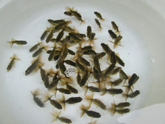 倉庫◆生体（10匹セット）  蝶尾 当歳魚（黒子）  約4センチ　 チョウビ/金魚/出目金/ちょうび/きんぎょ/国産金魚【金魚小屋-希-福岡】